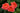 Three blooming coral-pink roses with layered petals and dark green leaves, photographed close up in a garden setting.