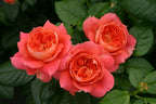 Veranda® Orange