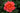 A close-up of a blooming rose with layered petals in shades of coral pink, peach, and orange, surrounded by dark green leaves.