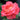 A close-up of a wet coral-pink rose with water droplets on its petals, set against a dark green and black blurred background.