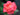 A close-up of a wet coral-pink rose with water droplets on its petals, set against a dark green and black blurred background.