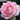 A close-up of a blooming pink rose with layered petals, set against a dark green garden background.