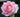 A close-up of a blooming pink rose with layered petals, set against a dark green garden background.