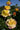 Yellow and cream roses with pink tips blooming on a green rose bush under a clear blue sky.