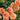 A close-up of peach and coral roses with layered petals, surrounded by green leaves and a blue pot.
