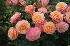 Arborose® Peach Melba®