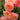 Close-up of several peachy pink roses with ruffled petals and green leaves against a softly blurred garden background.