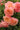 Close-up of several peachy pink roses with ruffled petals and green leaves against a softly blurred garden background.