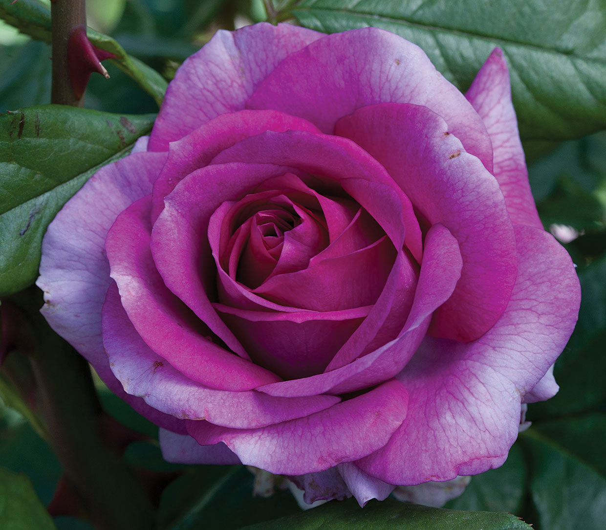 Red Roses Factory Perfume Factory™ | Bare Root Mail Order Roses | Lakeview Roses