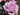 A close-up of a light pink mauve rose in full bloom with green leaves and a soft blurred garden background.