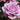 A close-up of a light pink mauve rose in full bloom with green leaves and a soft blurred garden background.
