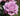 A close-up of a light pink mauve rose in full bloom with green leaves and a soft blurred garden background.
