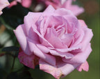 Perfumed Kiss™