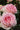 Close-up of pink and cream rose blooms with green foliage in the background.