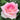 A close-up of a pink and white rose blooming against a background of green leaves.