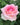A close-up of a pink and white rose blooming against a background of green leaves.