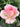 A close-up of a blooming rose with soft pink outer petals and a pale cream center, surrounded by green leaves.