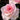 Close-up of a pink rose with a blurred background
