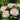 Pink and white layered roses blooming on a green rose bush in a sunny garden.