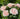 Pink and white layered roses blooming on a green rose bush in a sunny garden.