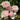 A cluster of light pink roses with white edges blooming among green leaves, with one small orange-red bud visible at the lower right.