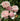 A cluster of light pink roses with white edges blooming among green leaves, with one small orange-red bud visible at the lower right.