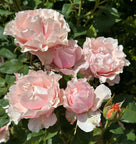 Pink Ruffles™