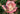 A close-up of a blooming rose with pink petals fading to a pale cream center, set against a soft green garden background.