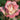 A close-up of a blooming rose with pink petals fading to a pale cream center, set against a soft green garden background.