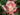 A close-up of a blooming rose with pink petals fading to a pale cream center, set against a soft green garden background.