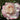 A close-up of a blooming rose with pale cream to off-white petals tipped with pink, set against dark green foliage.