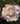 A close-up of a blooming rose with pale cream to off-white petals tipped with pink, set against dark green foliage.