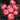 A cluster of orand/pink and red rose pompon blooms with green leaves in the background.