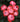 A cluster of orand/pink and red rose pompon blooms with green leaves in the background.