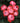 A cluster of orand/pink and red rose pompon blooms with green leaves in the background.