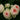 A close-up cluster of pale cream roses with soft pink centers, surrounded by dark green leaves.