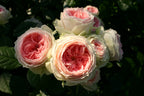 Veranda® Pompon