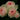 Four pale blush pink roses with cream outer petals and darker pink centers, photographed close up against a very dark green to black leafy background.