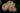 Four pale blush pink roses with cream outer petals and darker pink centers, photographed close up against a very dark green to black leafy background.