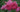 A close-up of a cluster of pink roses with tightly curled petals and small green buds, photographed against a softly blurred green background.