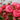 Pink rose blooms on a bush with green leaves, photographed outdoors with a softly blurred background.