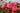Pink rose blooms on a bush with green leaves, photographed outdoors with a softly blurred background.