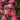 Close-up of a pink rose bush with multiple blooming pink roses, green leaves, and small buds against a dark green blurred background.