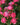 Close-up of a pink rose bush with multiple blooming pink roses, green leaves, and small buds against a dark green blurred background.