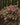 A dense pink rose bush covered in blooming pink roses and green leaves, set against tall dark green cedar trees in an outdoor garden setting.