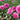 Pink roses with green leaves and white flowers in the background