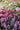 A dense garden bed filled with blooming pink roses and light purple flowers, with green foliage throughout.