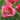 A close-up of a blooming rose with pink petals fading to a deeper rosy pink toward the center, surrounded by green leaves and other blurred roses in the background.