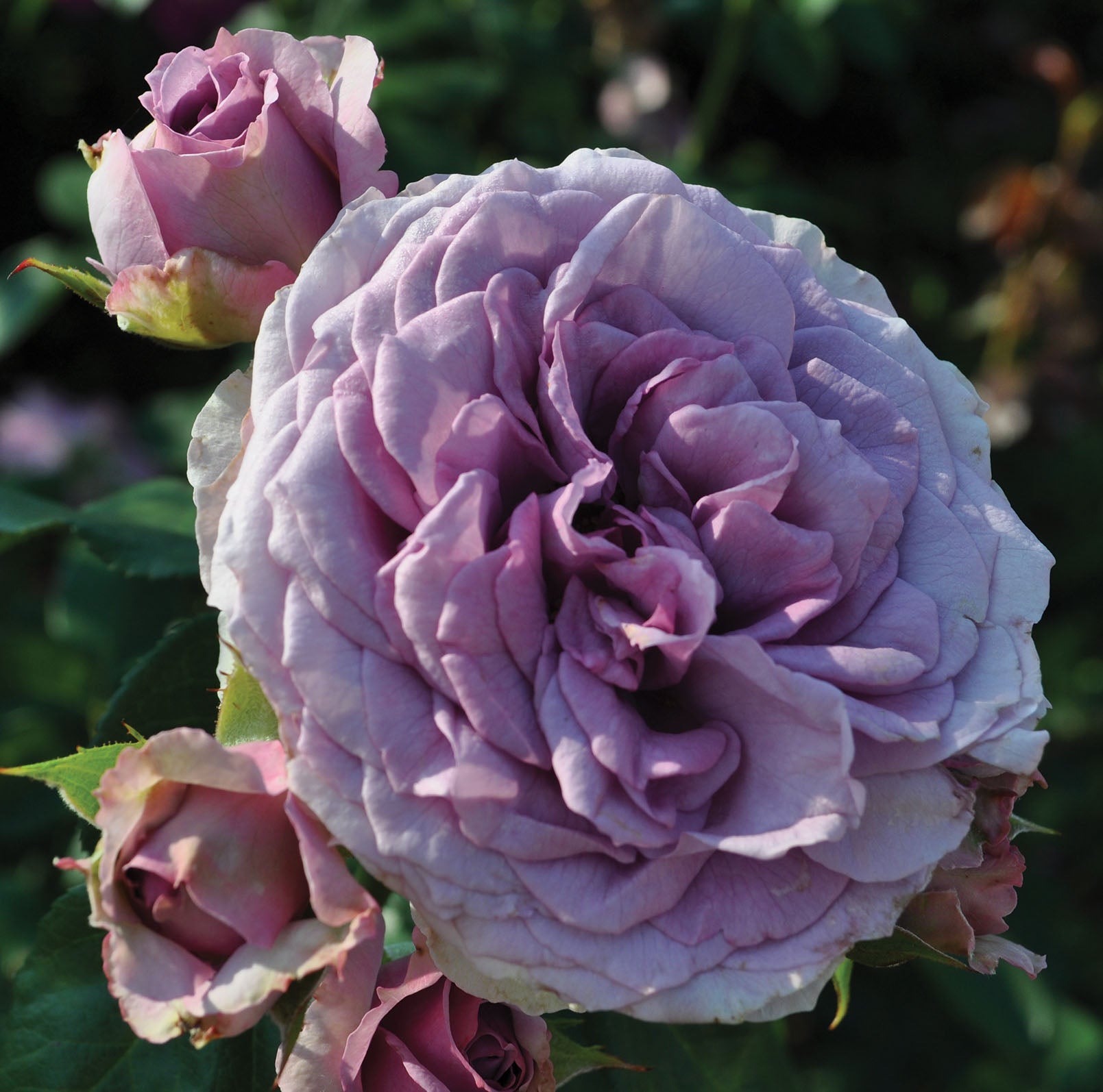 Arborose Roses Quicksilver™ Arborose® – Lakeview Roses
