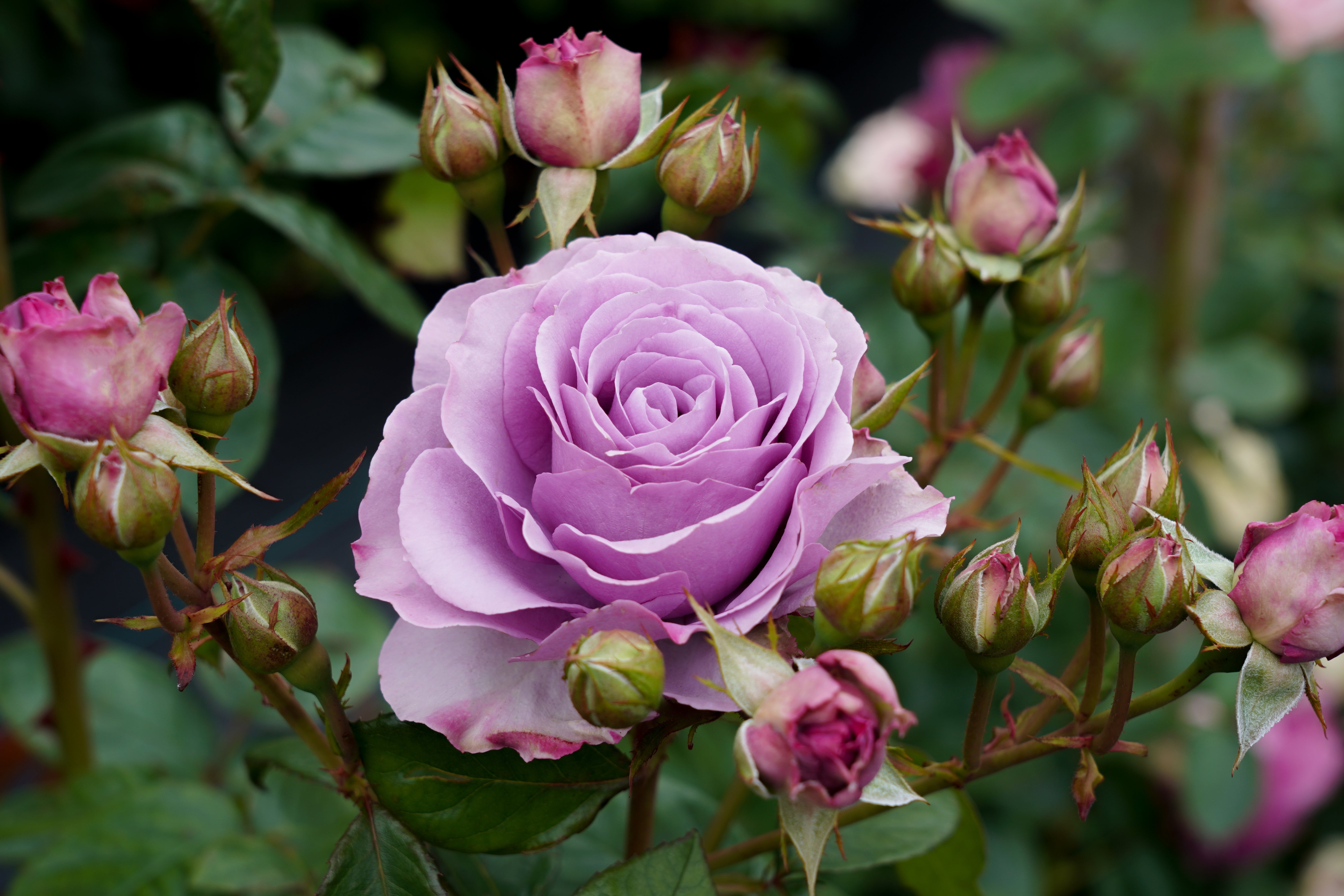 Arborose Roses Quicksilver™ Arborose® | Bare Root Mail Order Roses | Lakeview Roses
